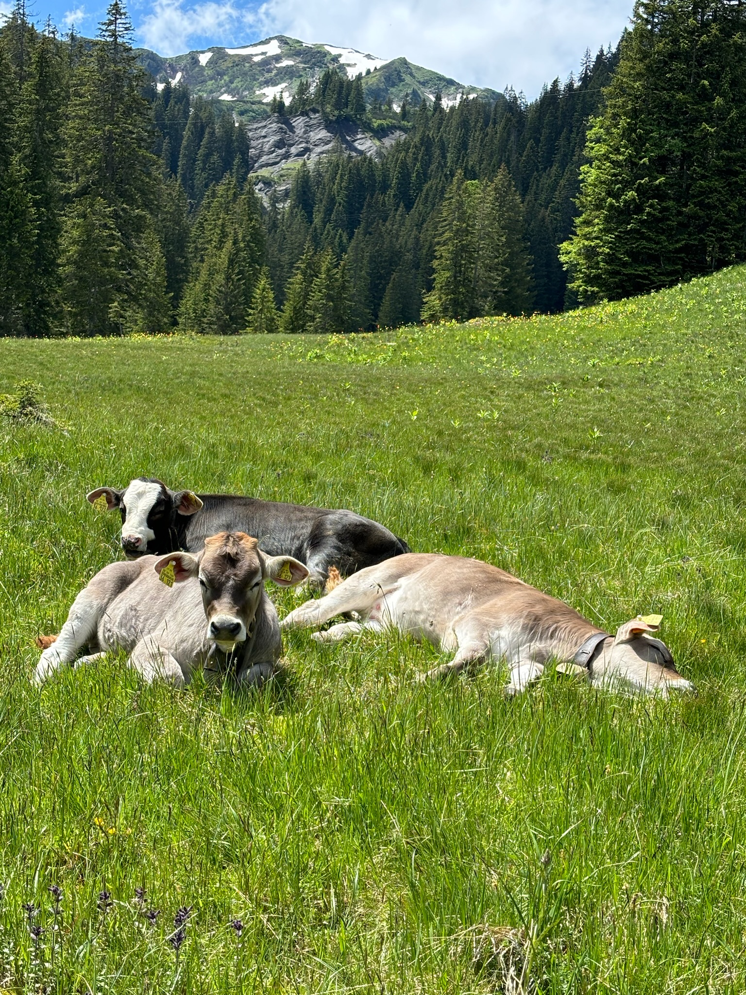 Kleinwalsertal